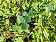 Ficus trichocarpa obtusa