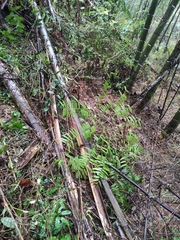 Angiopteris fokiensis