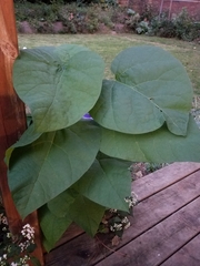 Catalpa speciosa