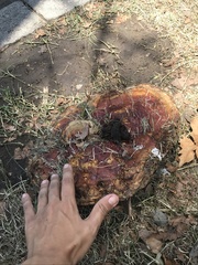 Ganoderma