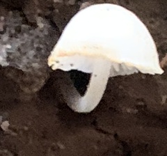 Cystolepiota seminuda