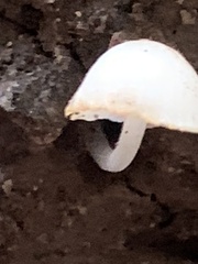 Cystolepiota seminuda