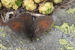 Erebia tyndarus