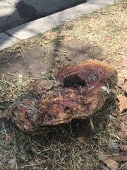 Ganoderma
