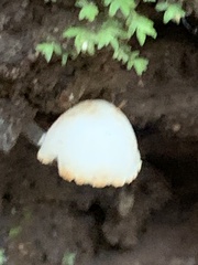 Cystolepiota seminuda