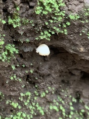 Cystolepiota seminuda