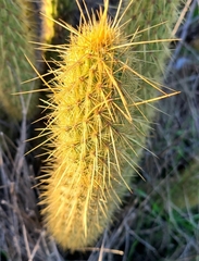 Bergerocactus emoryi