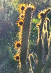 Bergerocactus emoryi