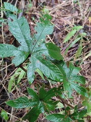 Rubus reflexus lanceolobus
