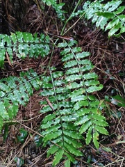 Angiopteris fokiensis