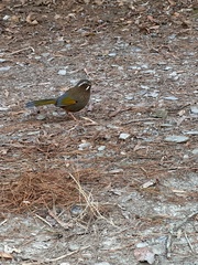 Trochalopteron morrisonianum