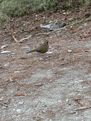 Trochalopteron morrisonianum