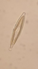 Naviculales