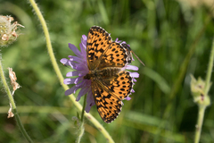 Boloria titania