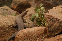 Matobosaurus validus