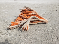 Axinella polycapella