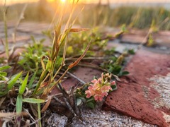 Indigofera spicata