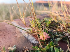 Indigofera spicata