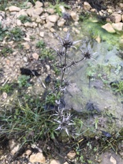 Eryngium dilatatum