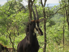 Hippotragus niger niger