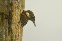 Pseudocolaptes johnsoni