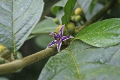Lycianthes