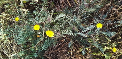 Sonchus tenerrimus
