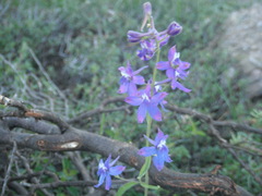 Delphinium nuttallianum