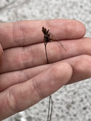 Rhynchospora plumosa