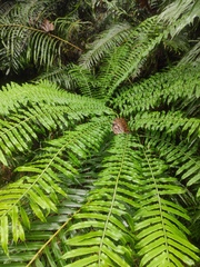 Angiopteris fokiensis