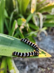 Xanthopastis regnatrix
