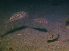 Torquigener pleurogramma