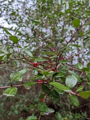 Ilex vomitoria