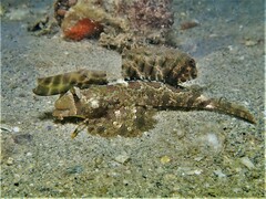 Dactylopus dactylopus