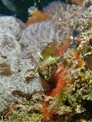 Helcogramma decurrens