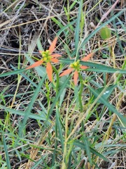 Euphorbia heterophylla