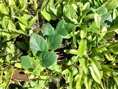 Ficus trichocarpa obtusa