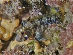 Parablennius postoculomaculatus