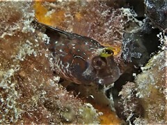 Parablennius postoculomaculatus