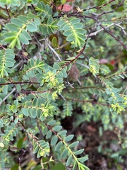 Euphorbia mesembryanthemifolia