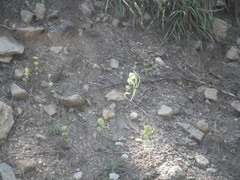 Claytonia perfoliata