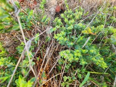 Euphorbia mesembryanthemifolia
