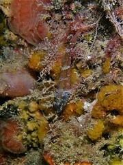 Helcogramma decurrens