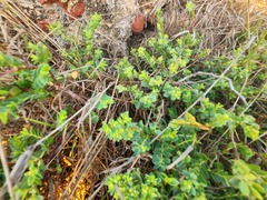 Euphorbia mesembryanthemifolia
