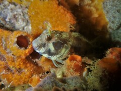 Parablennius postoculomaculatus