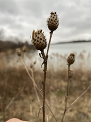 Centaurea nigrescens