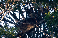 Choloepus didactylus