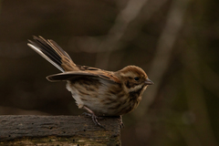 Emberiza schoeniclus