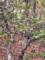 Passer domesticus