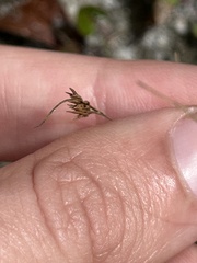 Bulbostylis ciliatifolia